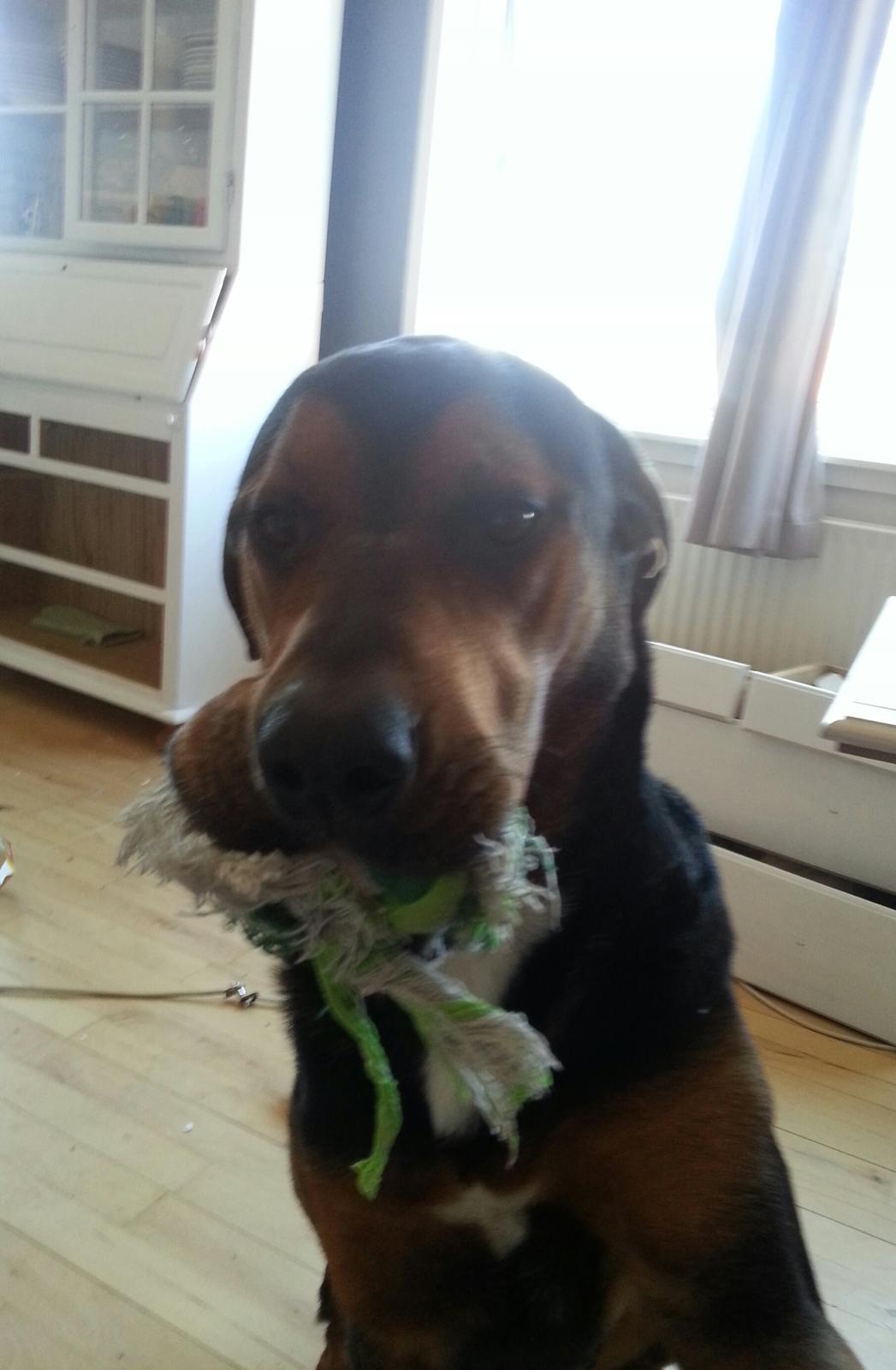 Blanding af racer Bonzo - Bonzo med hamser gen´ billede 10