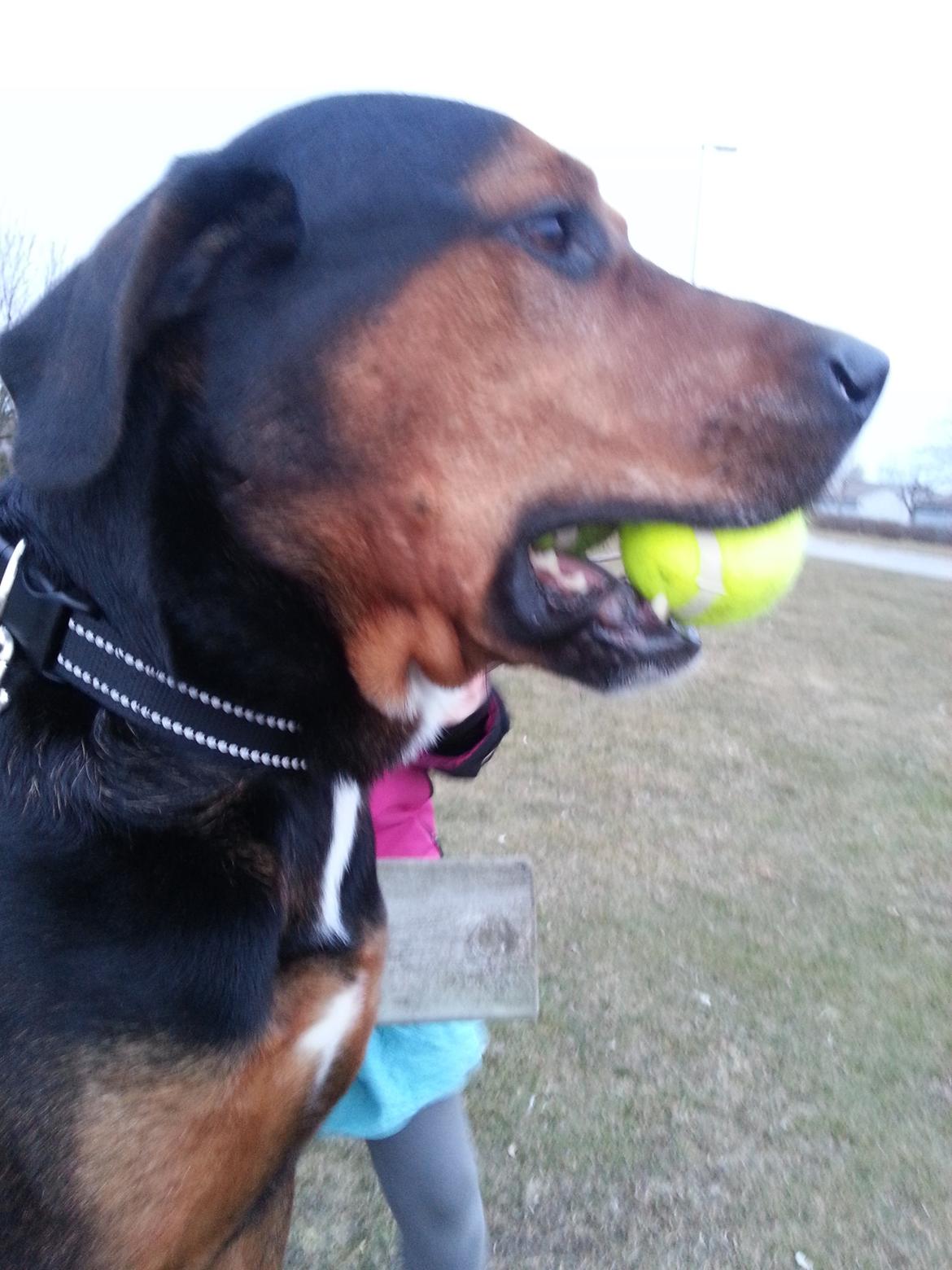 Blanding af racer Bonzo billede 11