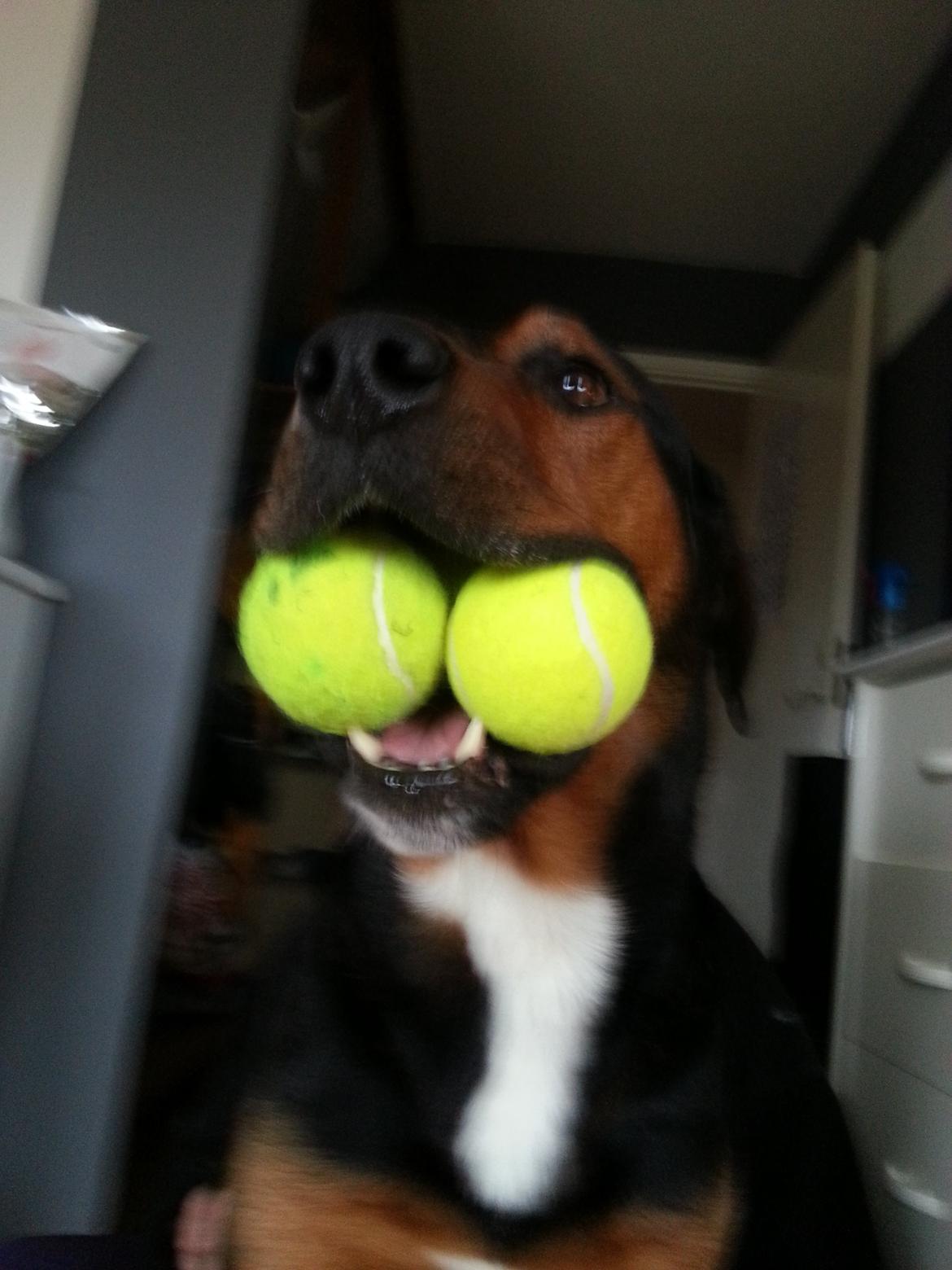 Blanding af racer Bonzo billede 12