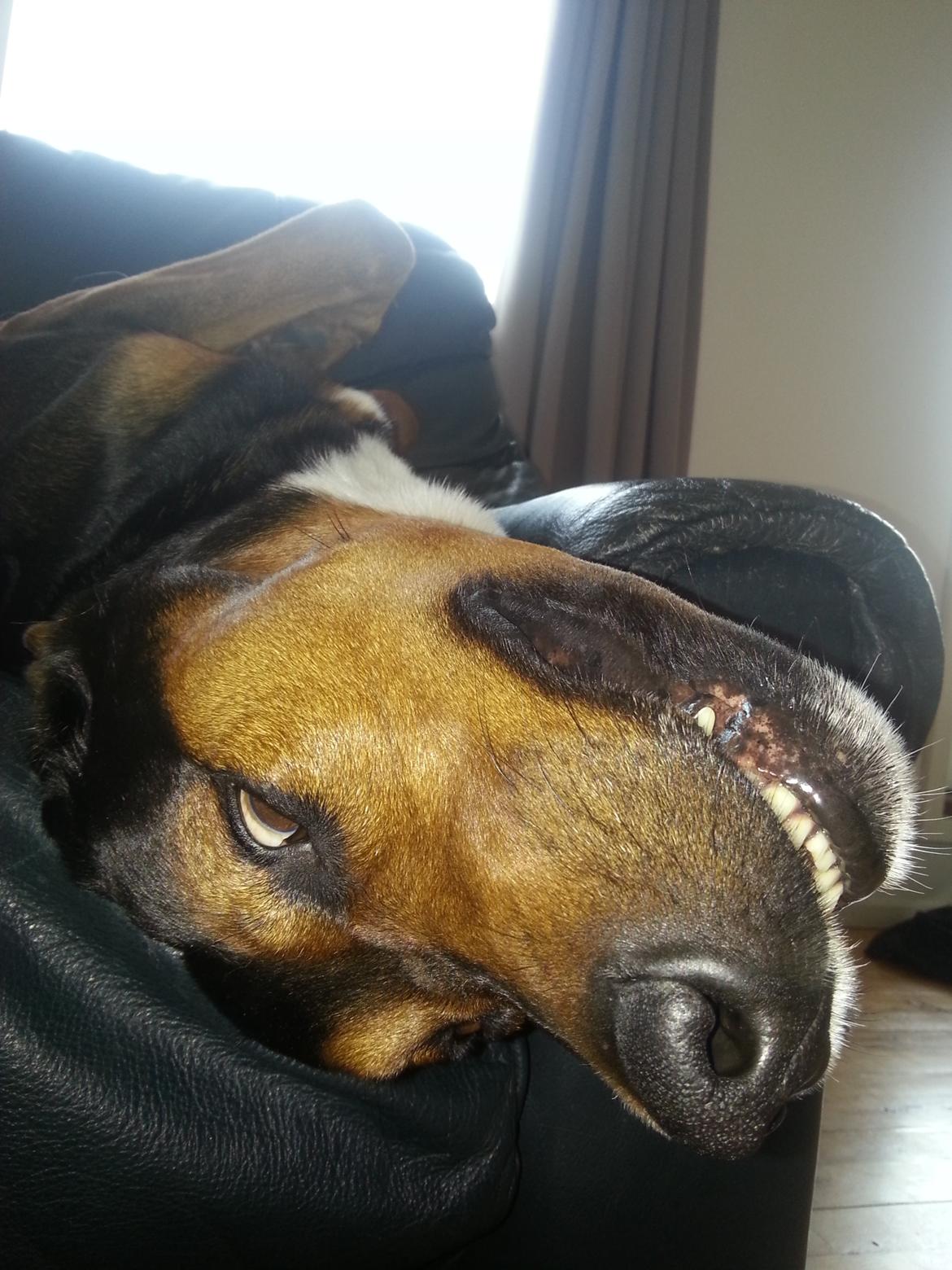 Blanding af racer Bonzo billede 14