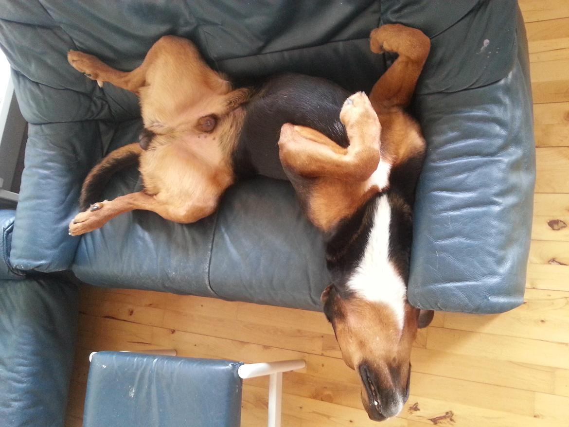 Blanding af racer Bonzo billede 13