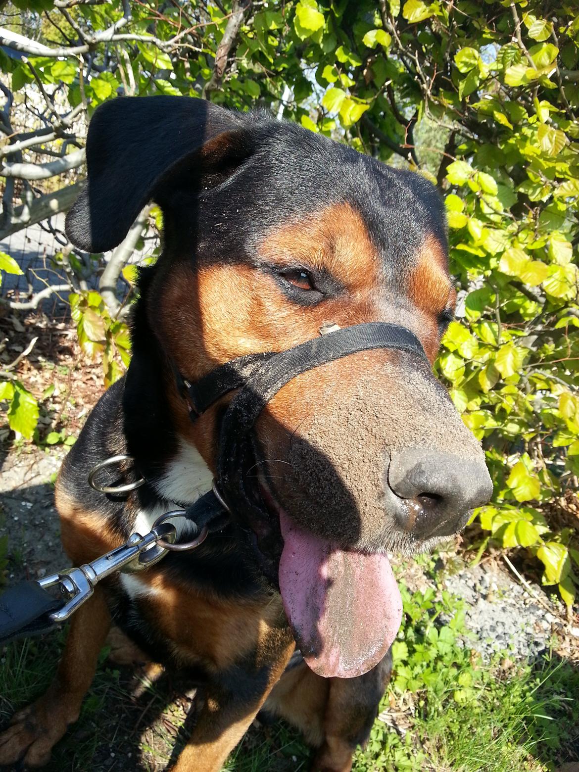 Blanding af racer Bonzo billede 15