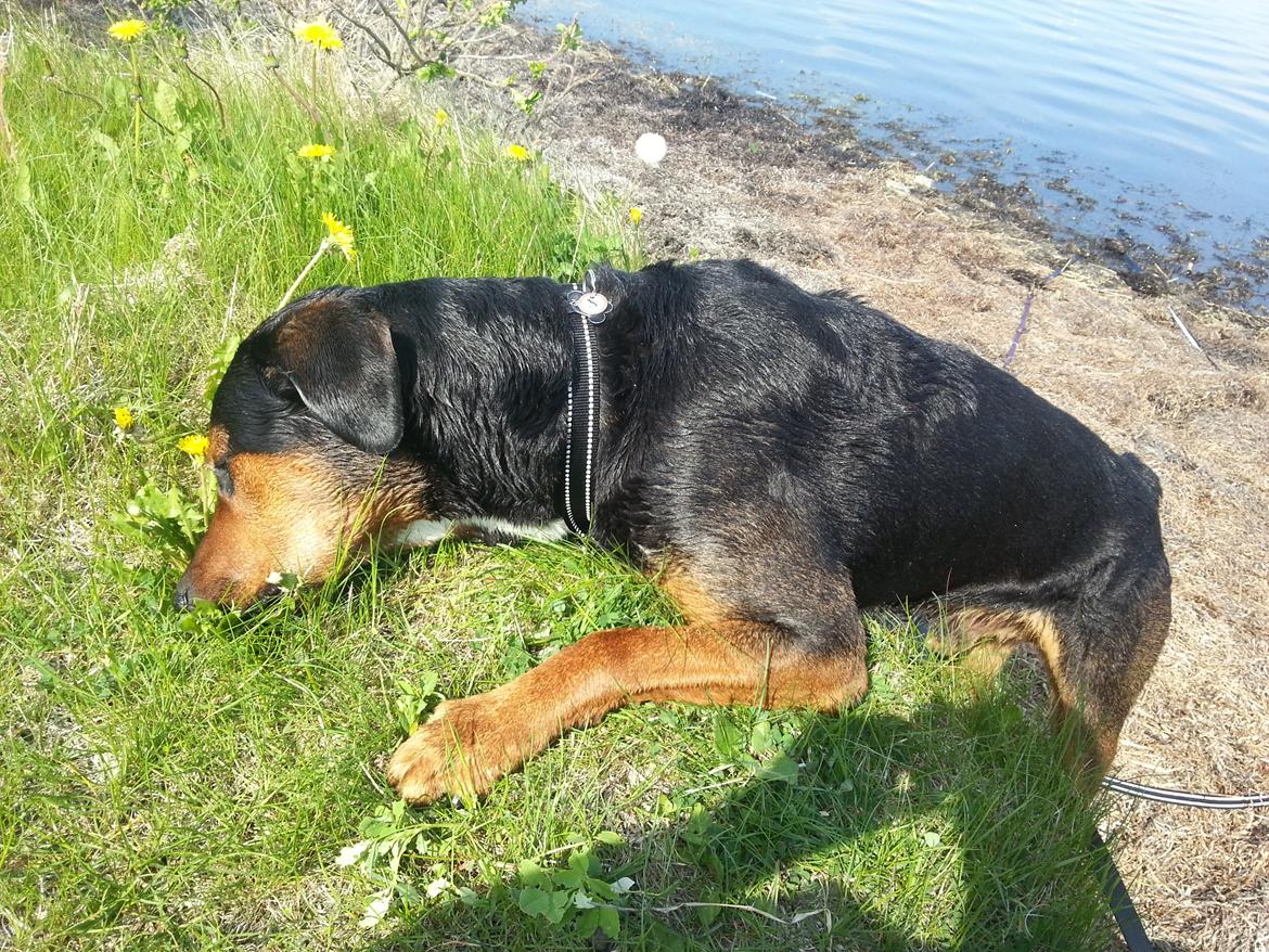 Blanding af racer Bonzo - så er der serveret frokost :)  billede 16