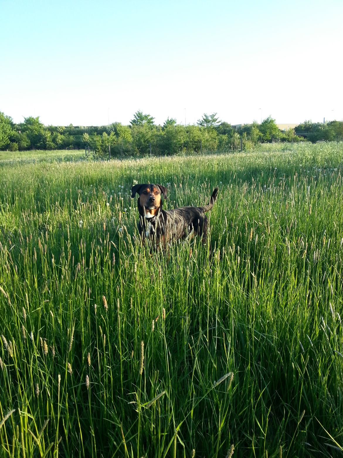 Blanding af racer Bonzo billede 17