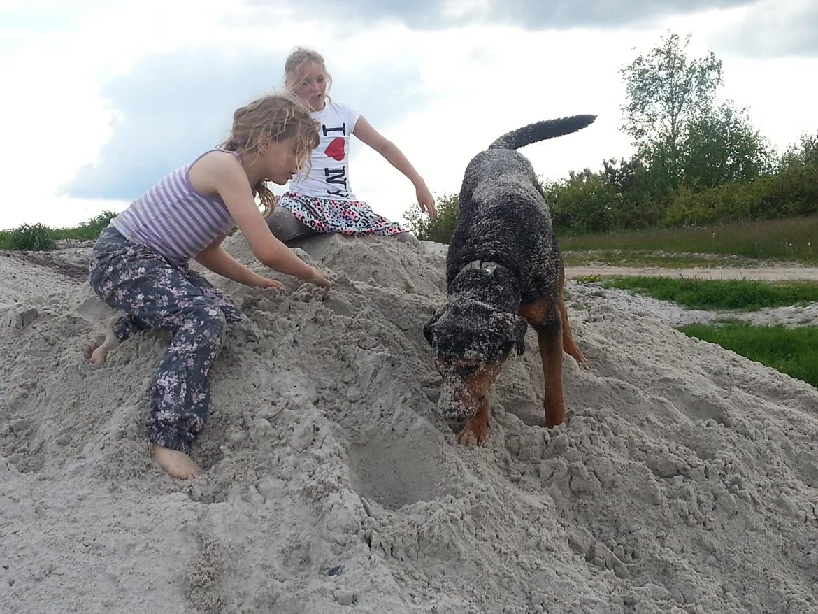 Blanding af racer Bonzo - sand ormene billede 18