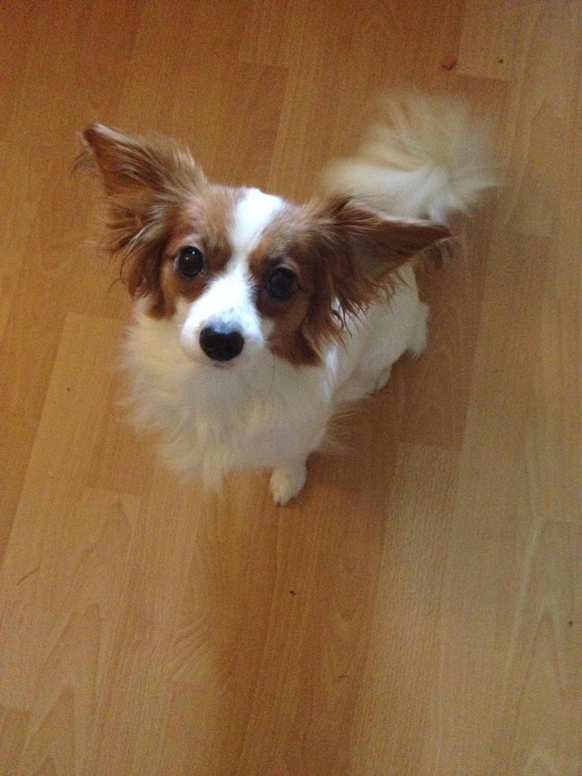 Phalene Diva billede 23