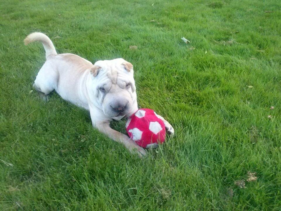 Shar pei Akeeni Toyson - Jeg elsker min bløde bold billede 1