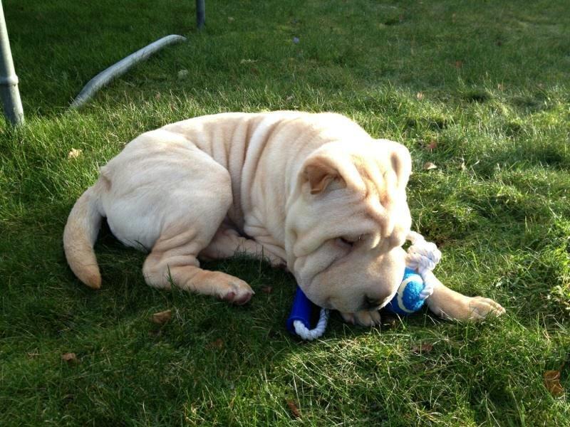 Shar pei Akeeni Toyson billede 2
