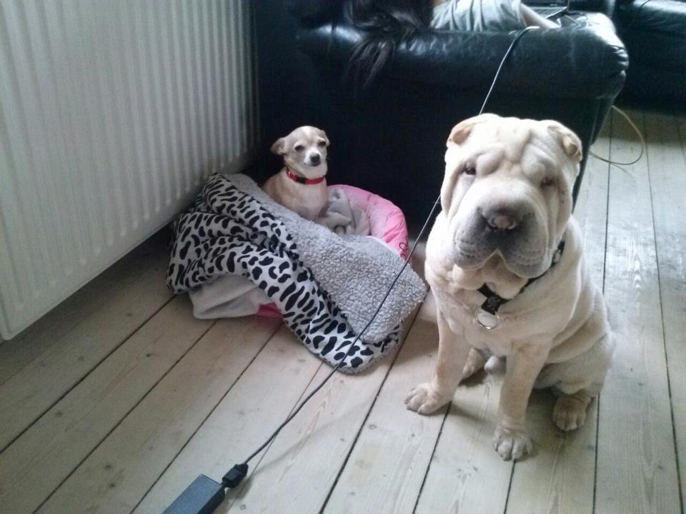 Shar pei Akeeni Toyson - Her er jeg så med min dejlige søster Anja. billede 3