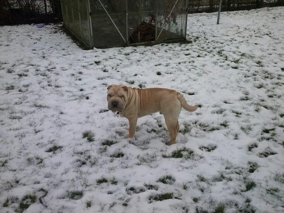 Shar pei Akeeni Toyson billede 4