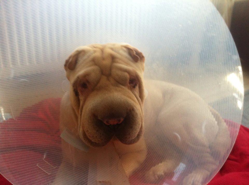 Shar pei Akeeni Toyson - Her er jeg lige blevet opereret og er godt træt.  billede 5