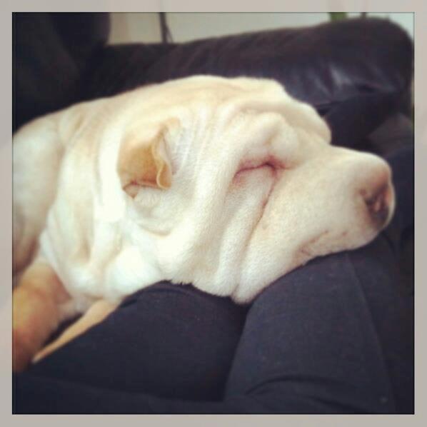 Shar pei Akeeni Toyson billede 6