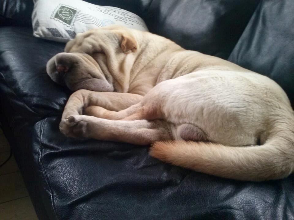 Shar pei Akeeni Toyson billede 7