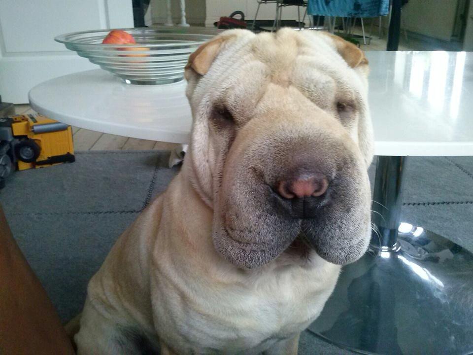 Shar pei Akeeni Toyson billede 8