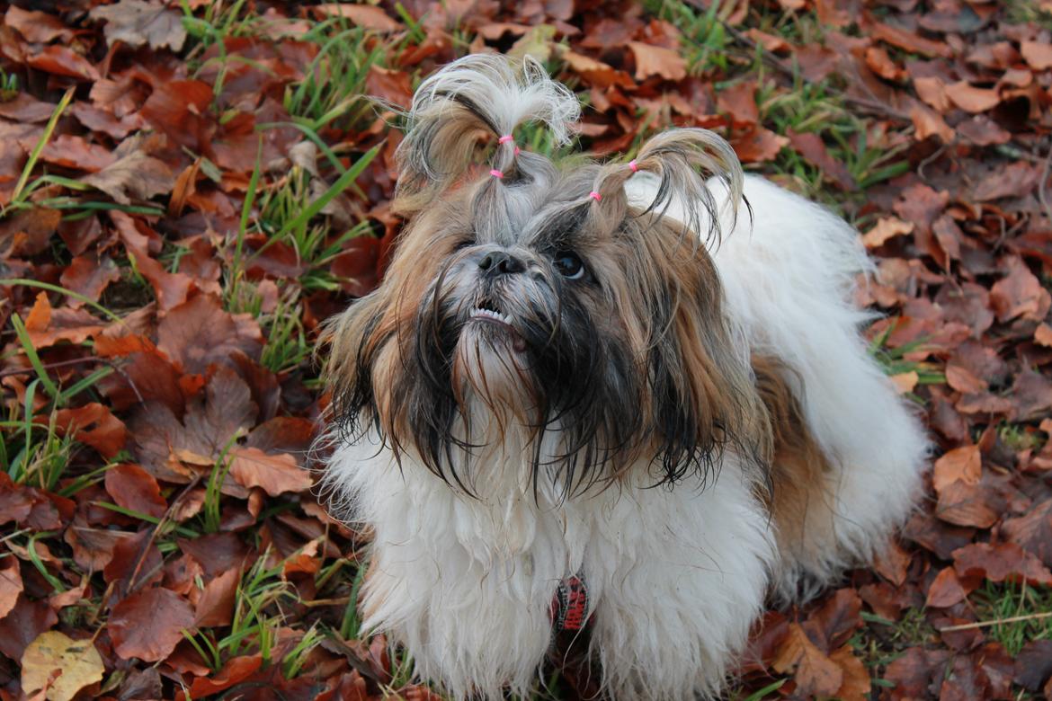 Shih tzu Maude - 10 måneder  billede 13
