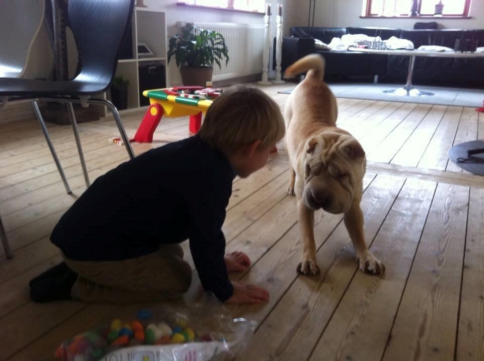Shar pei Akeeni Toyson - Her leger jeg med Isak som er på weekend besøg  billede 9