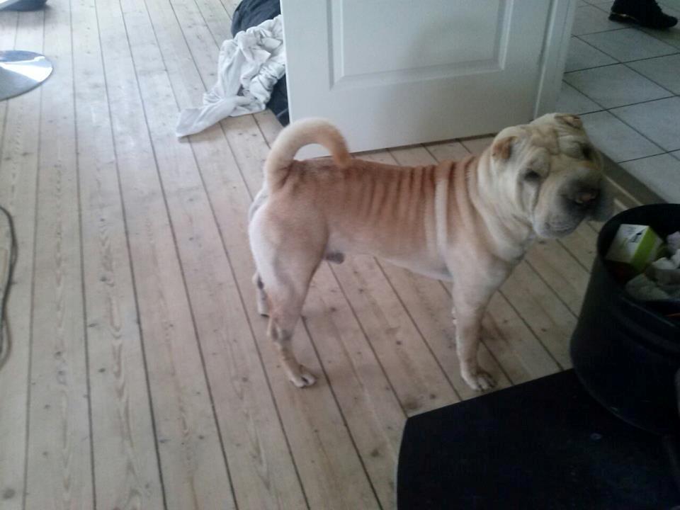 Shar pei Akeeni Toyson billede 10
