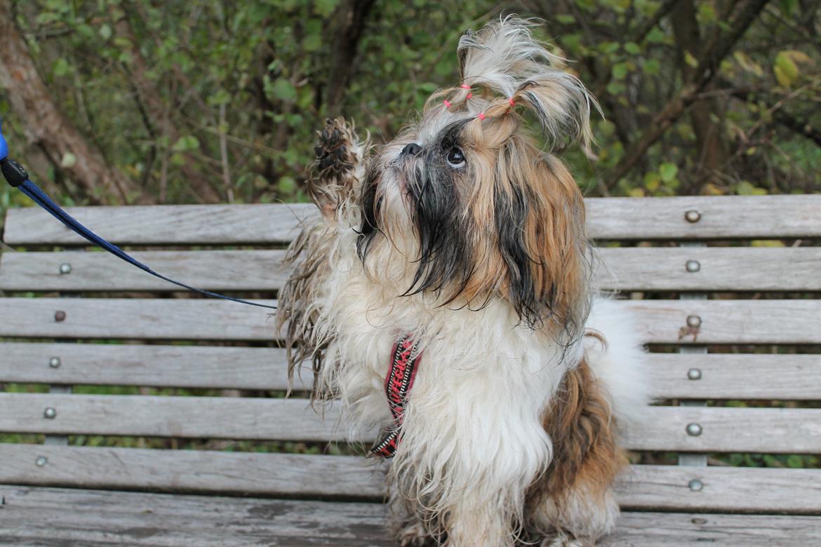 Shih tzu Maude - Pote billede 14