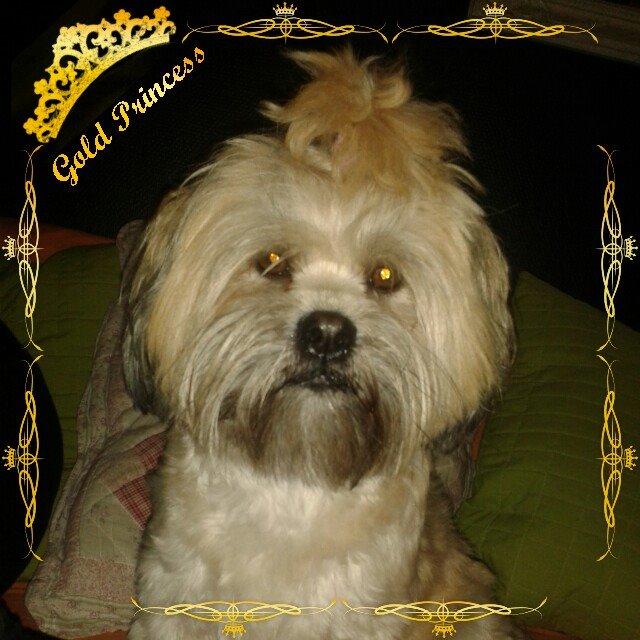 Shih tzu Tinka billede 6