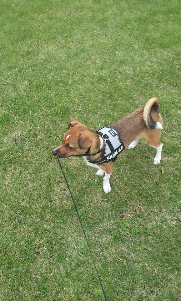 Blanding af racer coco - coco 7 måneder billede 42