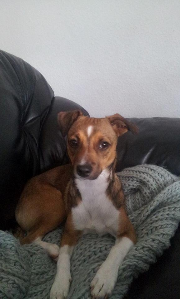 Blanding af racer coco - coco 8 måneder billede 44