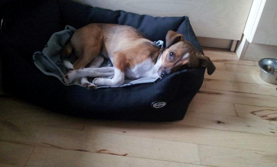 Blanding af racer coco - coco 7 måneder. billede 29
