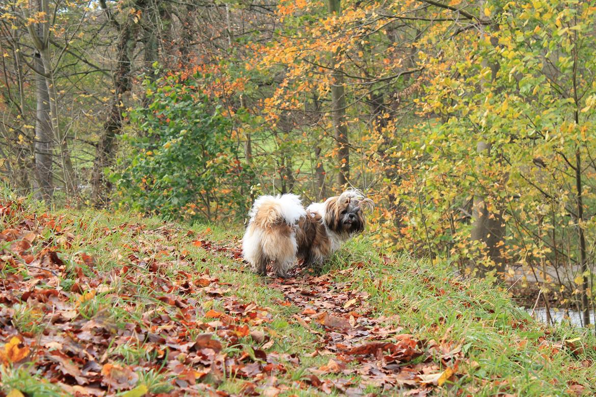 Shih tzu Maude billede 16
