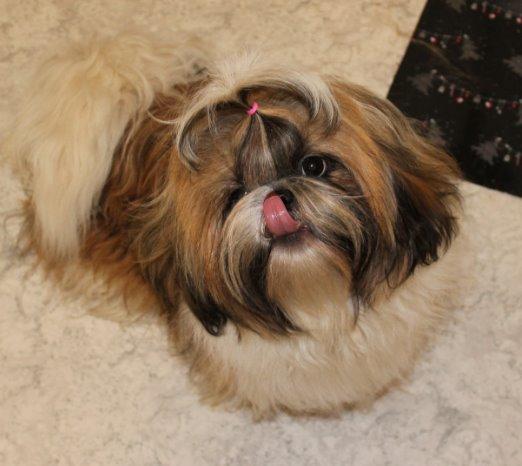 Shih tzu Maude billede 17