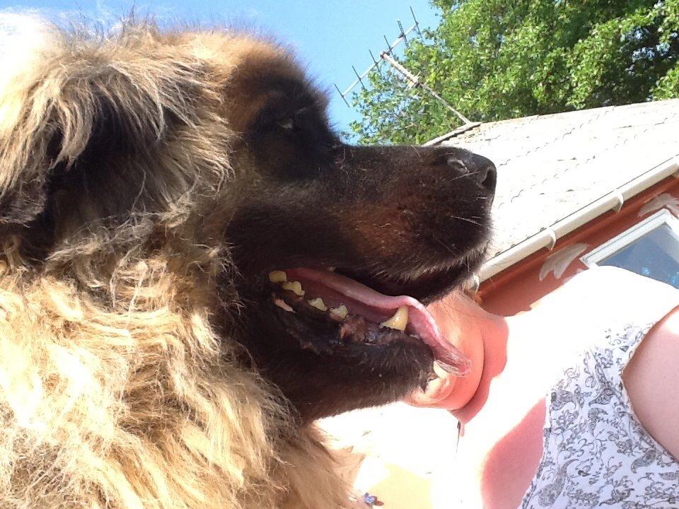 Leonberger Budda billede 1