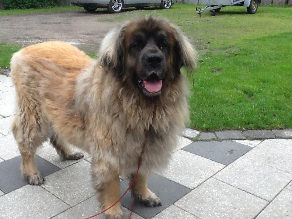 Leonberger Budda billede 2