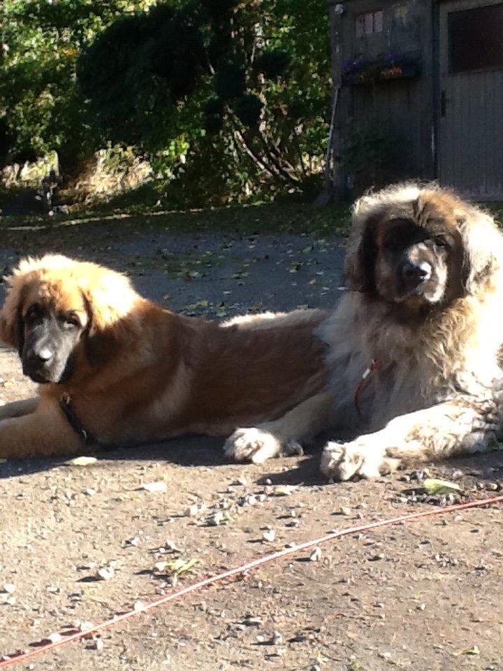 Leonberger Budda billede 3