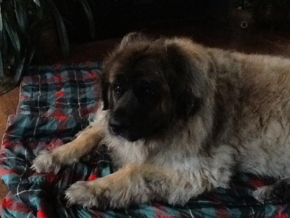 Leonberger Budda billede 4