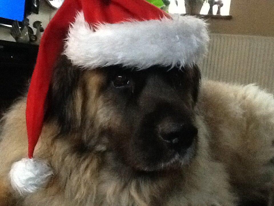 Leonberger Budda billede 5