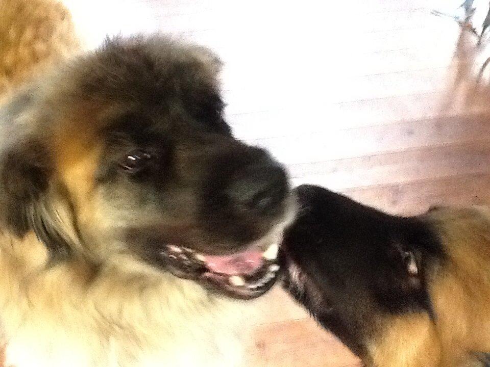 Leonberger Budda billede 6