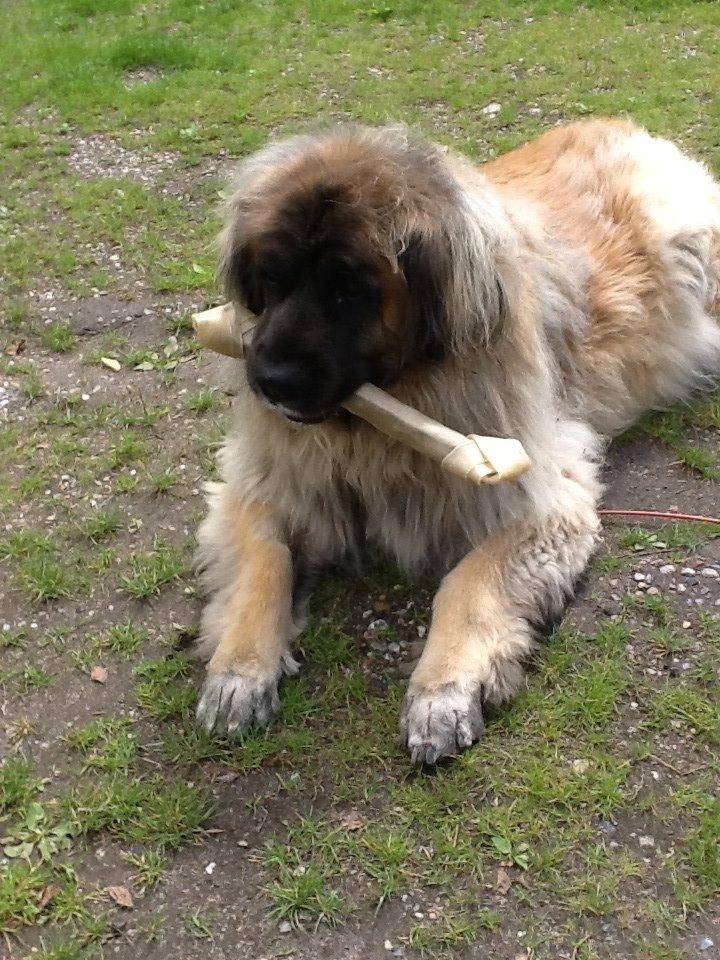 Leonberger Budda billede 7