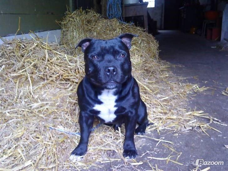 Staffordshire bull terrier Zicki billede 18