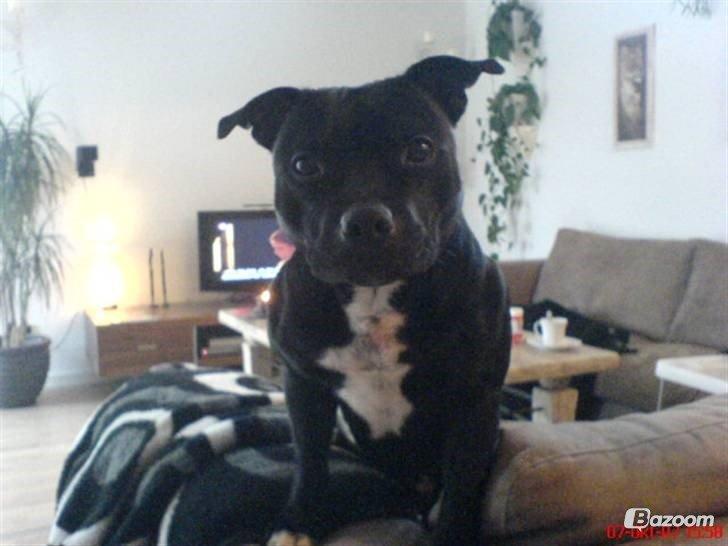 Staffordshire bull terrier Zicki billede 19