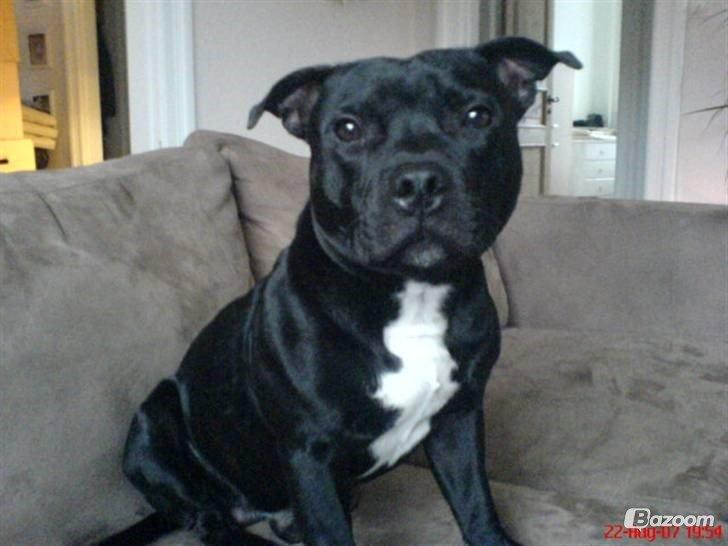 Staffordshire bull terrier Zicki billede 20