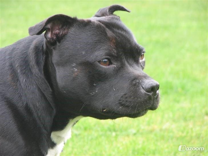 Staffordshire bull terrier Zicki billede 21