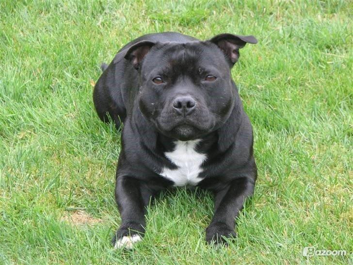 Staffordshire bull terrier Zicki billede 22