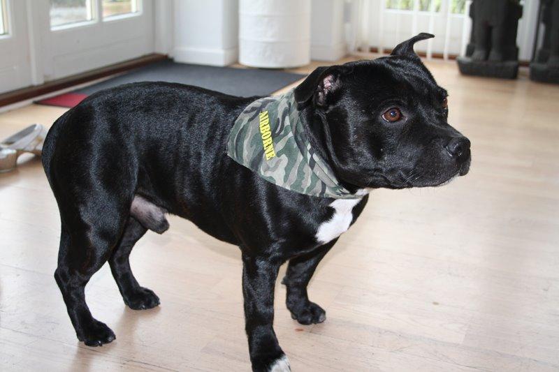 Staffordshire bull terrier Zicki billede 4