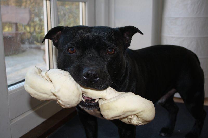 Staffordshire bull terrier Zicki billede 2