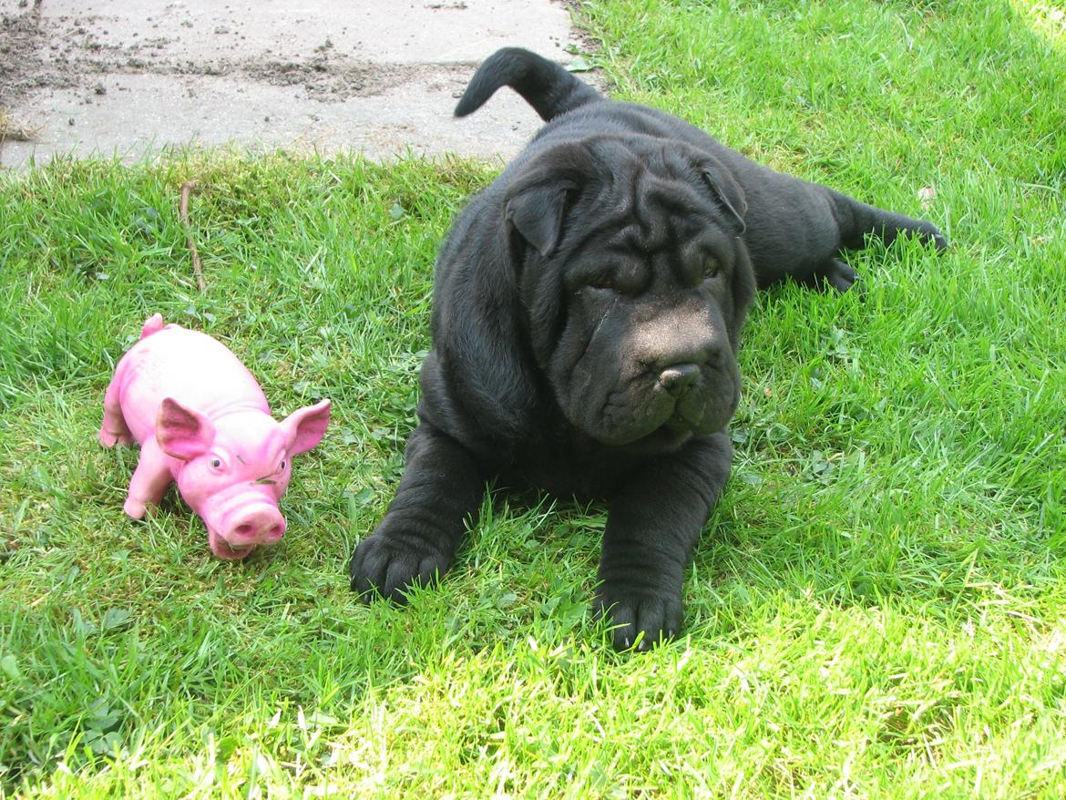 Shar pei Chili billede 44
