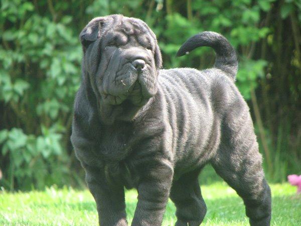 Shar pei Chili billede 45