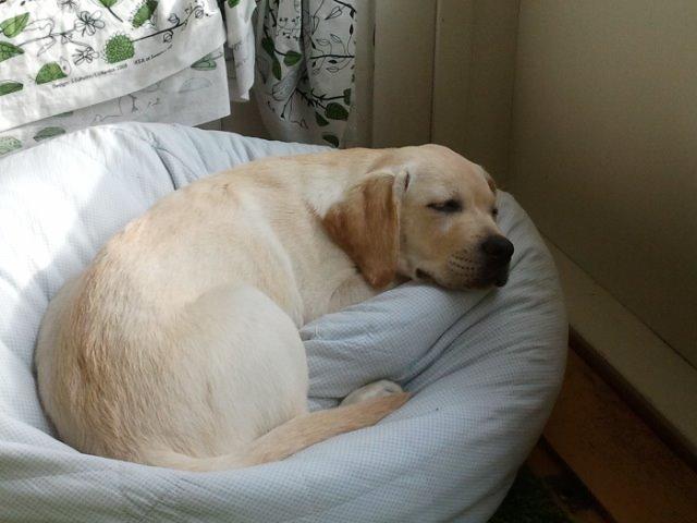 Labrador retriever Abel billede 10