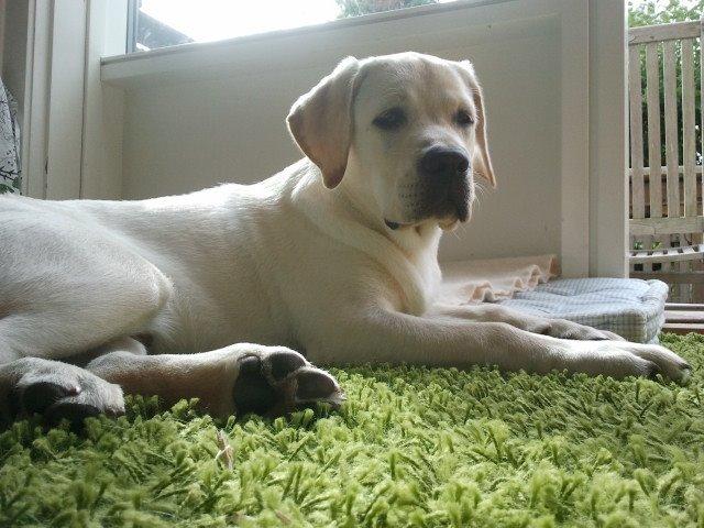 Labrador retriever Abel billede 11