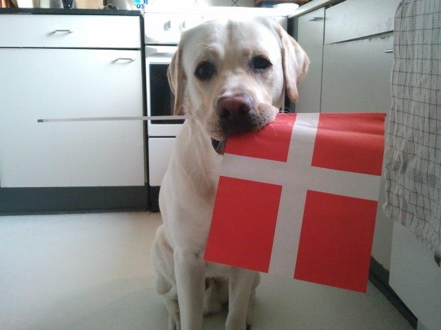 Labrador retriever Abel billede 12