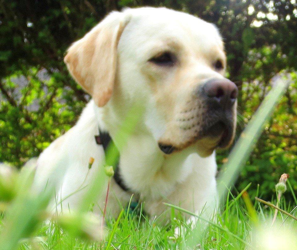 Labrador retriever Abel billede 4