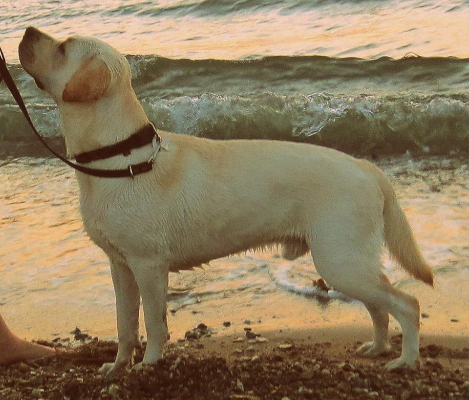 Labrador retriever Abel billede 13