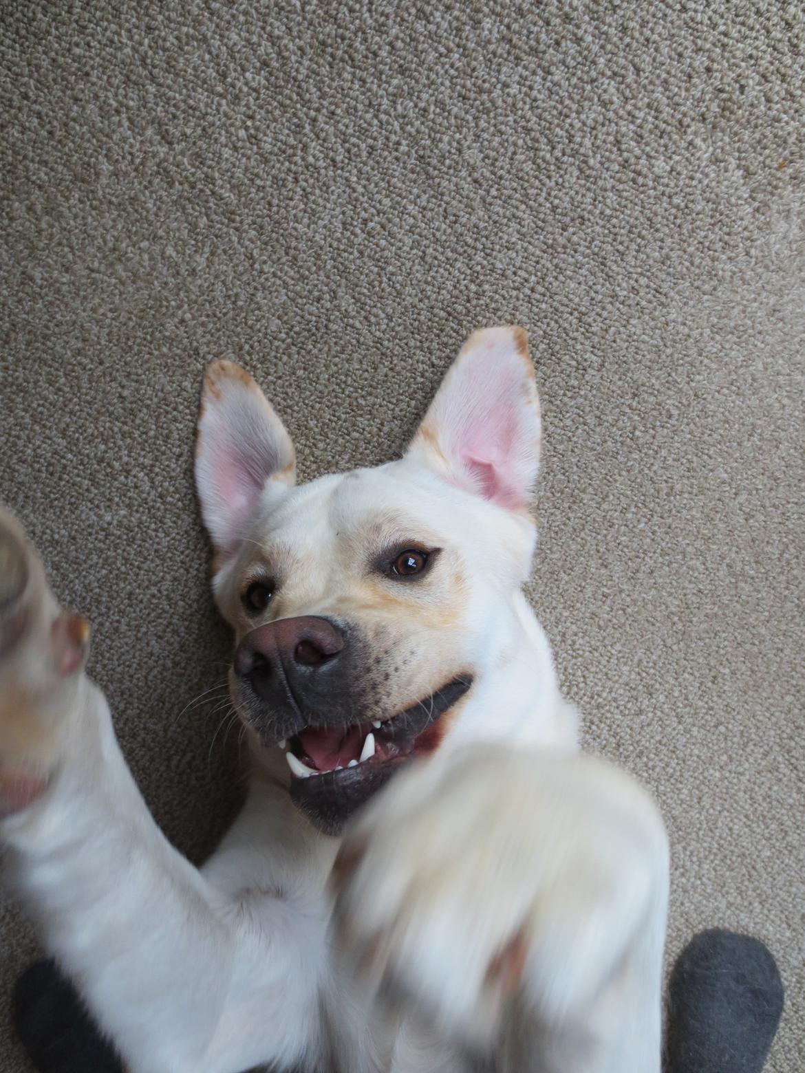 Labrador retriever Abel billede 14